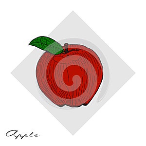 Hand drawn apples. Hand drawn vector.