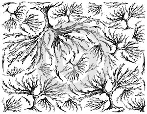 Hand Drawn of Arame Seaweed on White Background