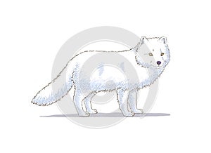 Hand Drawn Arctic Fox Vector Illustration