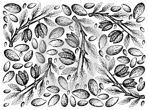 Hand Drawn of Argan Seeds and Almonds Background