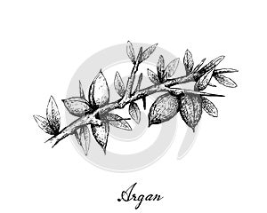 Hand Drawn of Argan Seeds on A Branch