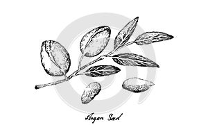 Hand Drawn of Argan Seeds on A Branch
