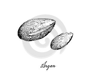 Hand Drawn of Argan Seeds on White Background