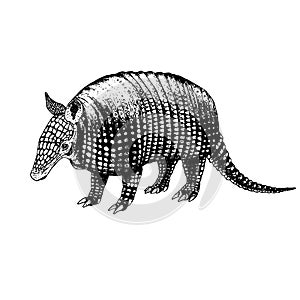 Hand drawn armadillo. Vector sketch. photo