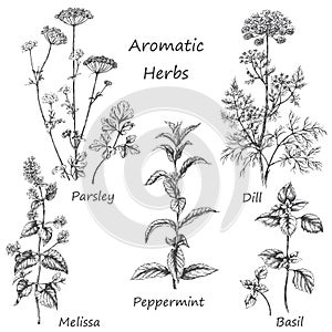 Hand drawn aromatic herbs. photo