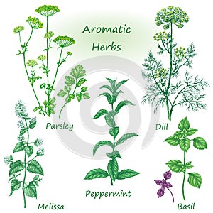 Hand drawn aromatic herbs set. photo