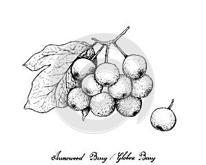 Hand Drawn of Arrowwood Berries or Globose Berries