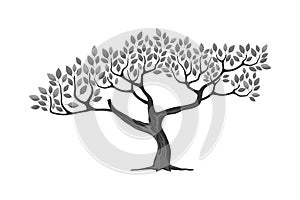 Hand drawn art of acacia tree