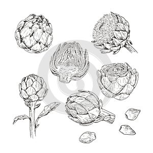 Hand drawn artichoke. Set sketches with whole artichoke, cut in half, plant and flower.