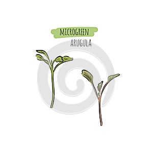 Hand drawn arugula micro greens. Vector illustration in sketch style isolated on white background