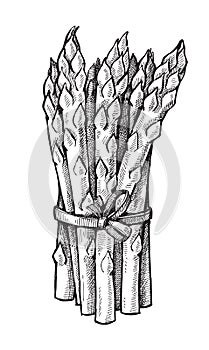 Hand drawn of asparagus