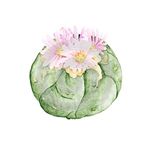 Hand drawn astrophytum asterias sand dollar cactus