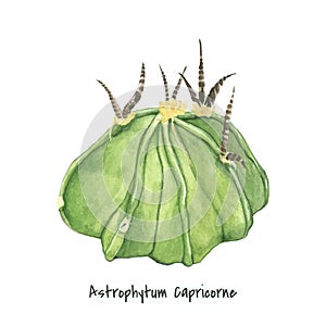 Hand drawn Astrophytum capricorne goat`s horn cactus