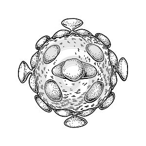 Hand drawn astrovirus isolated on white background. Realistic detailed scientifical vector illustration in sketch stile