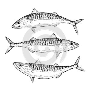 Hand drawn Atlantic Mackerel photo