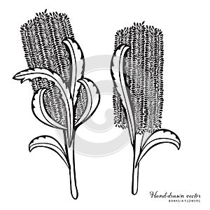 Hand-drawn Australian Banksia Vector Illustraiton photo