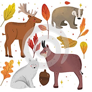 hand drawn autumn forest animals collection vector design