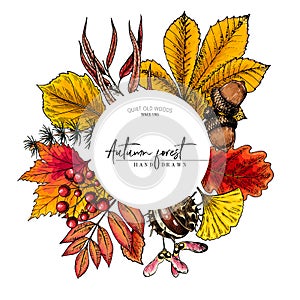 Hand drawn autumn leaf. Vector colorful tree leaves. Fall forest folliage. Maple, oak, chestnut, birch, acorn, ginkgo