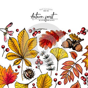 Hand drawn autumn leaf. Vector colorful tree leaves. Fall forest folliage. Maple, oak, chestnut, birch, acorn, ginkgo