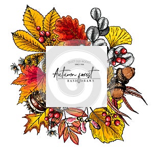 Hand drawn autumn leaf. Vector colorful tree leaves. Fall forest folliage. Maple, oak, chestnut, birch, acorn, ginkgo