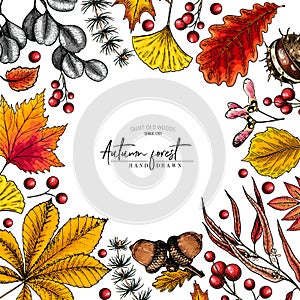 Hand drawn autumn leaf. Vector colorful tree leaves. Fall forest folliage. Maple, oak, chestnut, birch, acorn, ginkgo