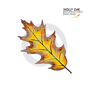 Hand drawn autumn leaves. Vector isolated colorful icon of holly oak tree. Fall forest folliage. Park seasonal colored