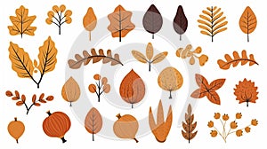 Hand drawn autumn set. Cute cliparts with pumpkin, acorn, oak leaf, maple leaf, rowan. Modern illustrations in flat minimal style