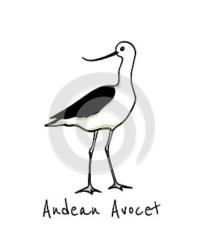 Hand drawn avocet