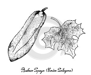 Hand Drawn of Babaco Papaya on White Background