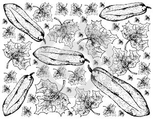 Hand Drawn of Babaco Papaya on White Background