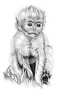 Hand drawn baby monkey cub, sketch graphics monochrome illustration