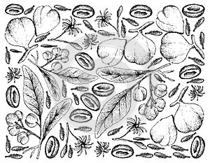 Hand Drawn Background of Acronychia Pedunculata and Beleric Myrobalan Fruits