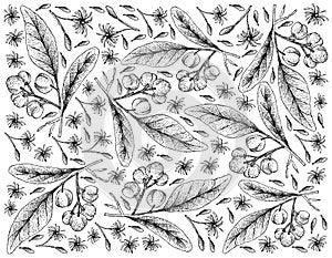 Hand Drawn Background of Acronychia Pedunculata Fruits