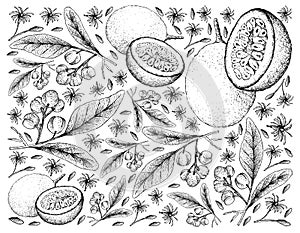 Hand Drawn Background of Acronychia Pedunculata and Passion Fruits