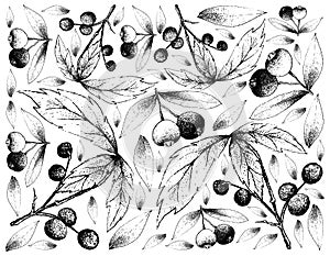 Hand Drawn Background of Allophylus Edulis and Brush Cherries