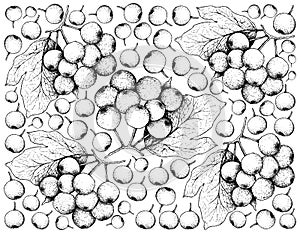 Hand Drawn Background of Arrowwood Berries or Globose Berries photo