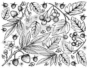 Hand Drawn Background of Atherton Raspberries and American Cranberries