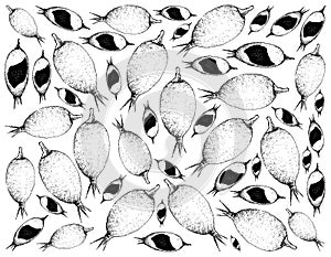 Hand Drawn Background of Blackberry Jam Fruits