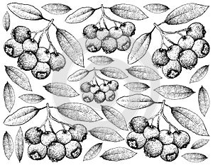 Hand Drawn Background of Blue Lilly Pilly Fruits photo