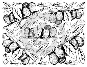 Hand Drawn Background of Damson Plum Fruits