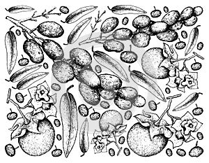 Hand Drawn Background of Diospyros Malabarica and Luna Nut Fruits