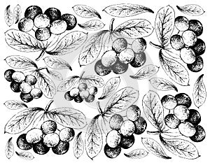 Hand Drawn Background of Fresh Acai Berries