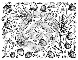 Hand Drawn Background of Fresh Atherton Raspberries