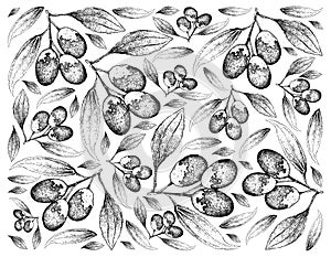 Hand Drawn Background of Fresh Jujube Fruits