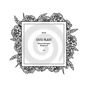 Hand drawn background with rape plant. Vintage vector sketch