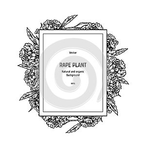 Hand drawn background with rape plant. Vintage vector sketch