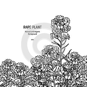 Hand drawn background with rape plant. Vintage vector sketch