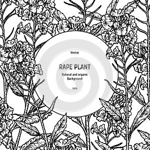 Hand drawn background with rape plant. Vintage vector sketch