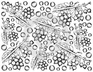 Hand Drawn Background of Ripe Blackcurrants Fruits