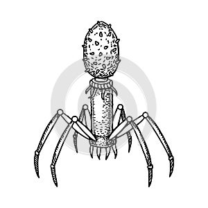 Hand drawn bacteriophage isolated on white background. Realistic detailed scientifical vector illustration in sketch stile